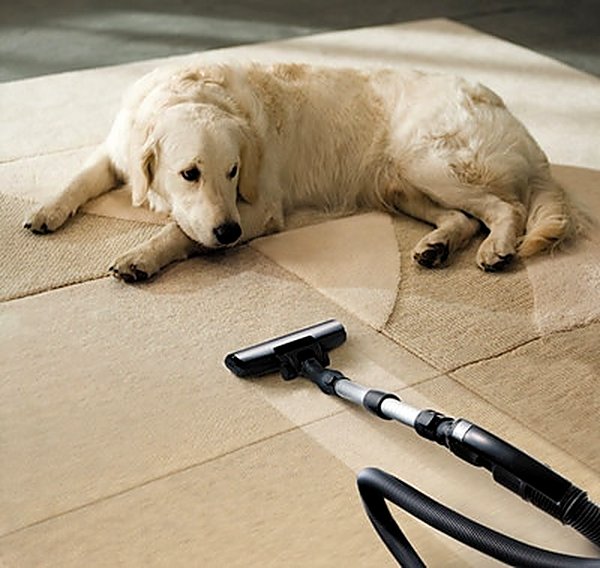 Pet Stain & Odor in Katy, TX